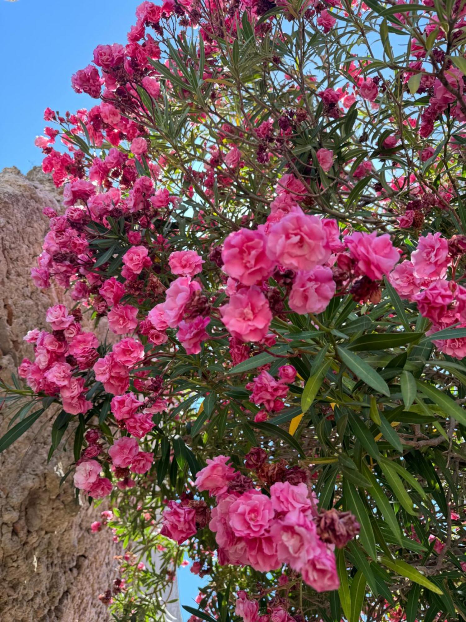 La Rosa Blu Bed & Breakfast Gerace Exterior foto
